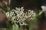 White snakeroot